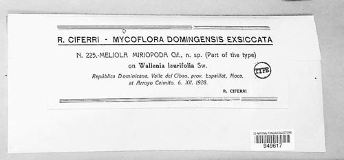 Meliola miriopoda image